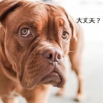 あなたの「もの忘れ」はどっち!?認知症との違いは?