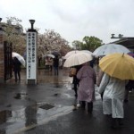 雨の日の造幣局の桜の通りぬけ、行ってきました。【体験レヴュー】