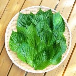 認知症予防にいい油と摂ってはいけない悪い油とは?