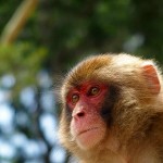 喪中はがきはいつまでに出せばいいの?知っておきたいマナー。