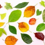 紅葉の楽しみ方3つのアイディア